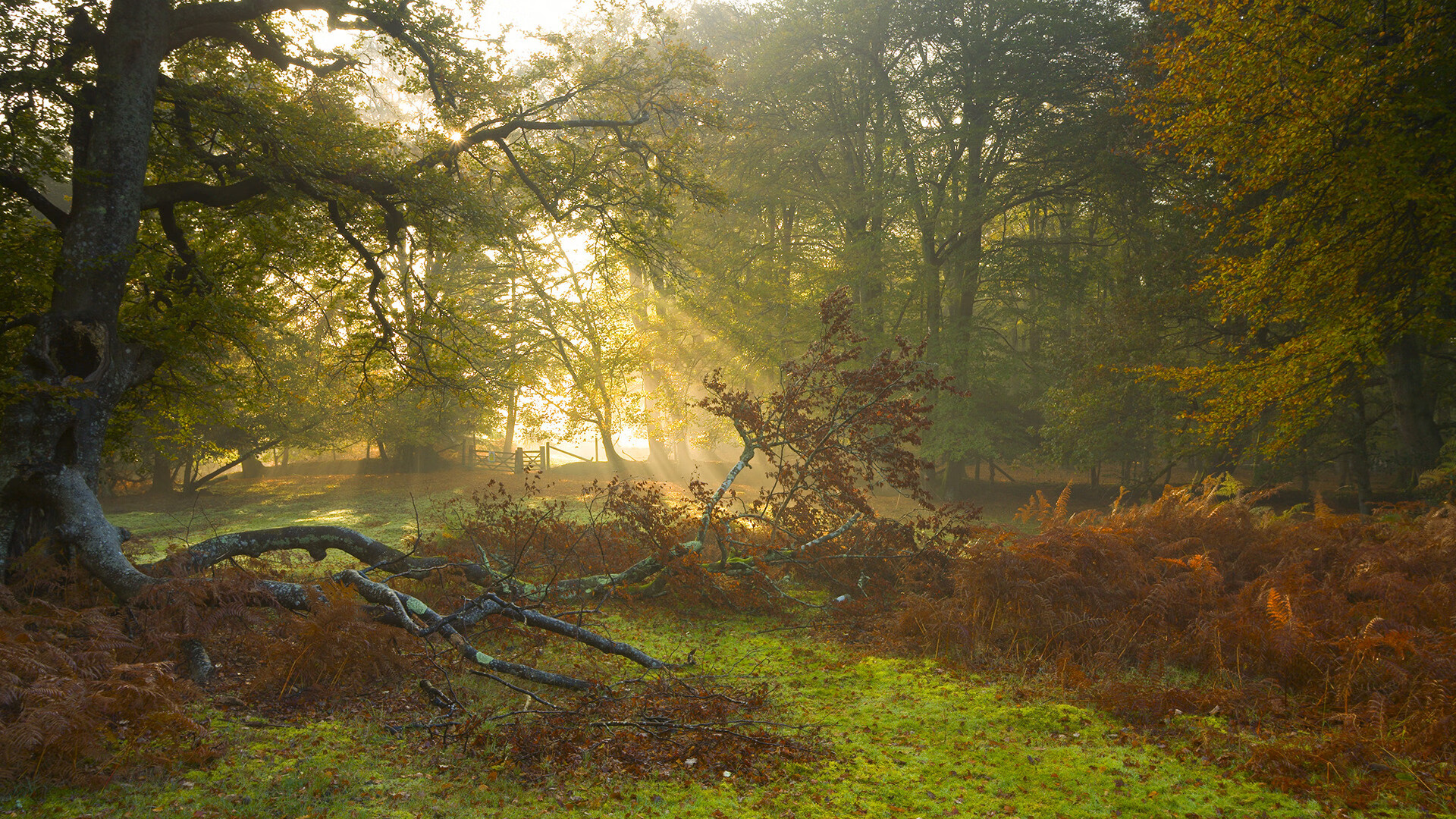 掘金对阵灰熊,约基奇个人能力的完美交响曲