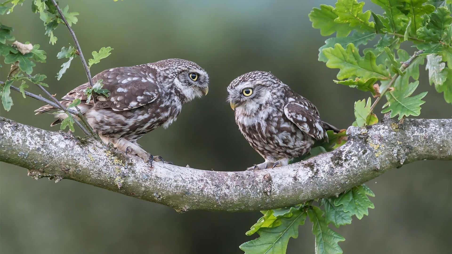 当哈利伯顿的里程碑遇上宿敌之战，公牛与老鹰的永恒对决